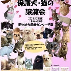 保護猫保護犬ちゃんの譲渡会