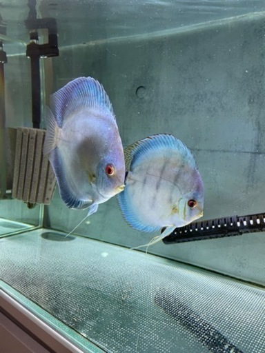 ディスカス　ペア　熱帯魚