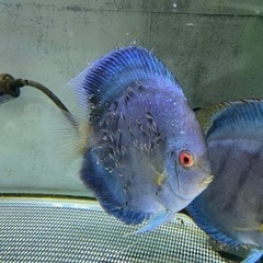 ディスカス　ペア　熱帯魚　