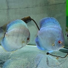 ディスカス　ペア　熱帯魚　