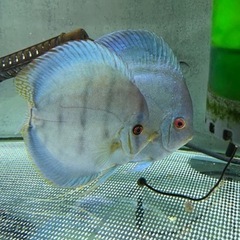 ディスカス　ペア　熱帯魚　
