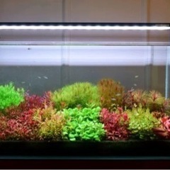 led水草ライト netlea