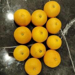 【ネット決済】値下げしました！総重量3kg超！柑橘類11個