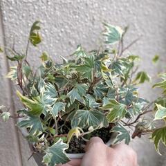 観葉植物    ポットごと！  へデラ 