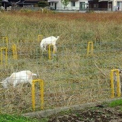 【ネット決済・配送可】イノシシ対策　ヤギ保護柵　畑に立てる　全て...