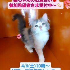 4/6(土)譲渡会♪11月生サイベリアン♀ブルーパッチドタビー＆...