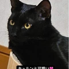 【9ヶ月】毛艶の良い黒猫くん🐈‍⬛元気いっぱいな男の子🍀ト…