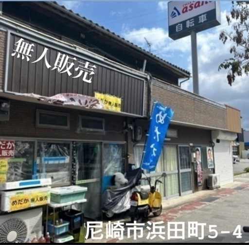 めだか メダカ  フロマージュキッシングワイドフィン ワンペア販売 産卵中