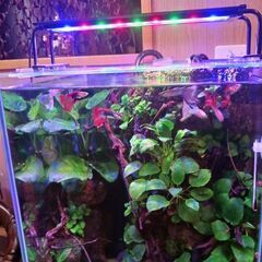 水槽 溶岩石崖っぷちレイアウト