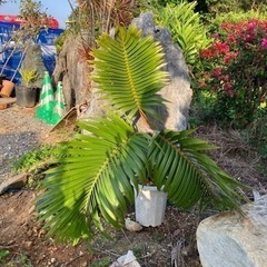 観葉植物 トックリヤシ🍶