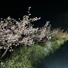 お花見しませんか？🌸 - 名古屋市