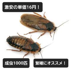 デュビア　成虫1000匹