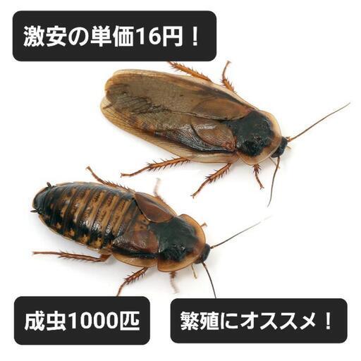 デュビア成虫1000匹