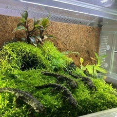 マダライモリ2020CB 5匹　溶岩石洞窟イモリウムセット　直接引き取り限定