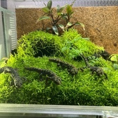 マダライモリ2020CB 5匹　溶岩石洞窟イモリウムセット　直接引き取り限定