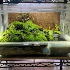 マダライモリ2020CB 5匹　溶岩石洞窟イモリウムセット　直接引き取り限定