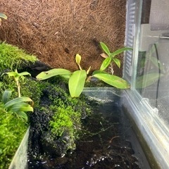 マダライモリ2020CB 5匹　溶岩石洞窟イモリウムセット　直接引き取り限定