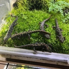 マダライモリ2020CB 5匹　溶岩石洞窟イモリウムセット　直接引き取り限定