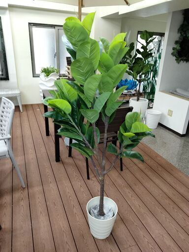 ⑬【処分価格】新品 ゴムの木(180cm) 人工観葉植物 フェイク ⑬【処分価格】新品 ゴムの木(180cm) 人工観葉植物 フェイク