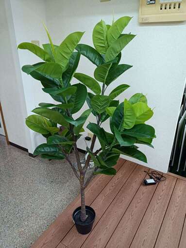 22【処分価格】新品 ゴムの木(150cm)　人工観葉植物 フェイクグリーン 　高品質