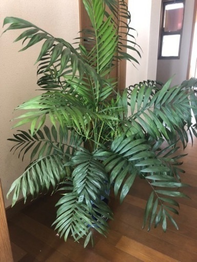 テーブルヤシ観葉植物