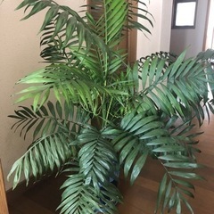 テーブルヤシ観葉植物