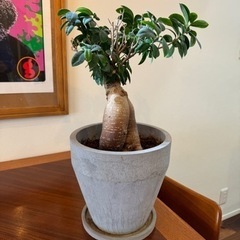 観葉植物　ガジュマル　健康　　