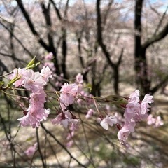 4月14日松本の里山　光城山・長峰山でたこ焼き＆お花見🌸ハイキング　入門向け - メンバー募集