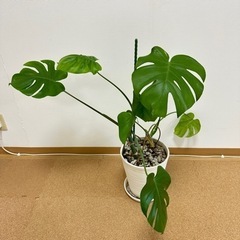 モンステラ鉢植え💚A