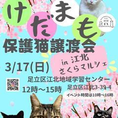 🐱まもっ子・保護猫譲渡会🐱 - 猫