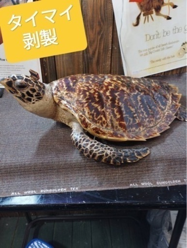 タイマイ　剥製