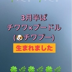 全て決まりました❣️チワプー🍀*゜ありがとうございました😍