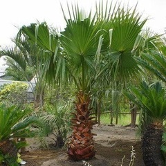 椰子の葉ください！大量