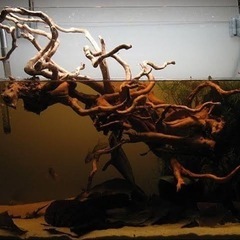 熱帯魚 アクアリウム用の流木探しております🙇の画像