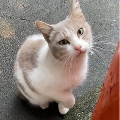 推定1才のメス猫