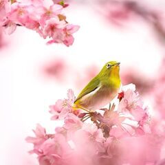 【カフェ会＠神田明神】桜咲く、春にゆる～くお茶しましょう！