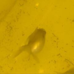 ピンポンパール　金魚　2023年7月生まれ　4-5センチくい