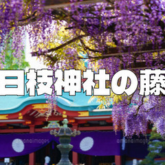 日枝神社で藤の鑑賞と宝物殿を楽しみます。