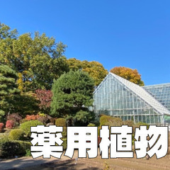 薬用植物園｜世界中の薬草や有毒植物、ケシなどを見学します。