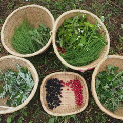 淀川　食べられる野草取り🥬🌿