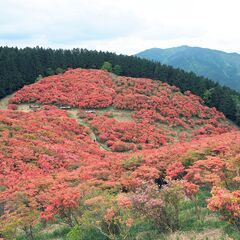 05/12(日) 	ツツジでお花見、大和葛城山の画像