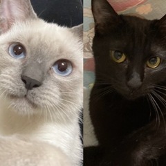 黒猫とシャム猫の姉妹🐾