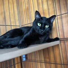 人懐こい黒猫、生後7ヶ月