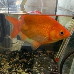金魚を育てていただける方を探しています。
