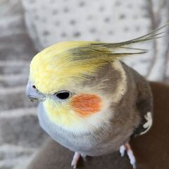 オカメインコ里親募集