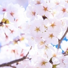 3/30(土) 100名関西1規模🌸大阪で楽しくお花見友活🌸