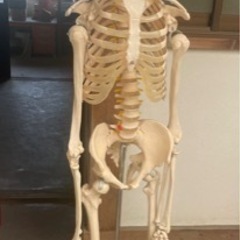 ◆人体模型◆骨格標本 全長180cm スタンド付き 等身大 骨 模型