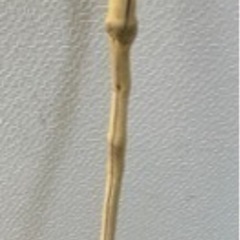 杖   、ステッキ