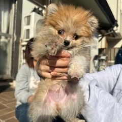 【飼い主様決まりました】ポメラニアンの男の子🧸