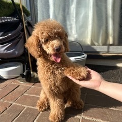 【飼い主様決まりました】トイプードルの男の子🍩 − 千葉県